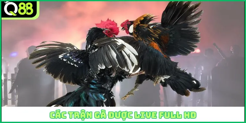 Các trận gà được live full HD