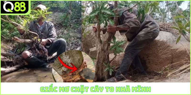Giấc mơ chặt cây to nhà mình