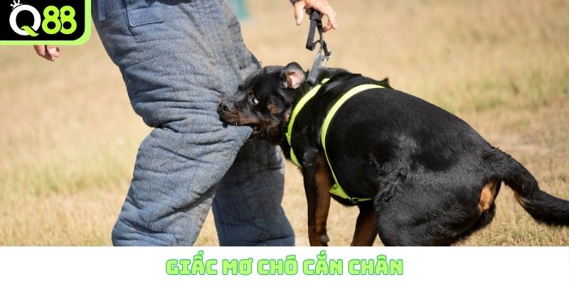 Giấc mơ chó cắn chân