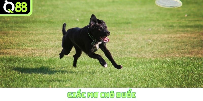 Giấc mộng chó đuổi