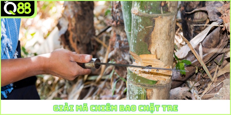 Giải mã chiêm bao chặt tre