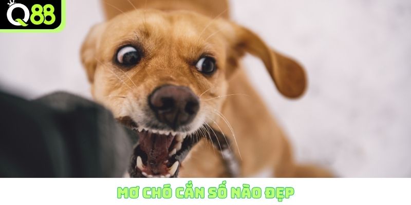 Mơ chó cắn số nào đẹp