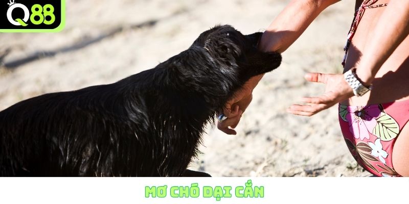 Mơ chó dại cắn