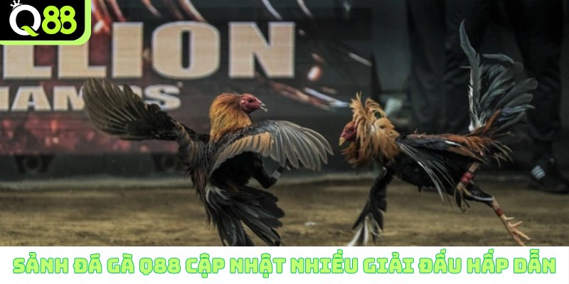 Sảnh đá gà Q88 cập nhật nhiều giải đấu hấp dẫn