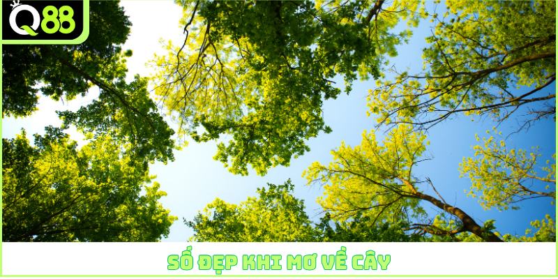 Số đẹp khi mơ về cây