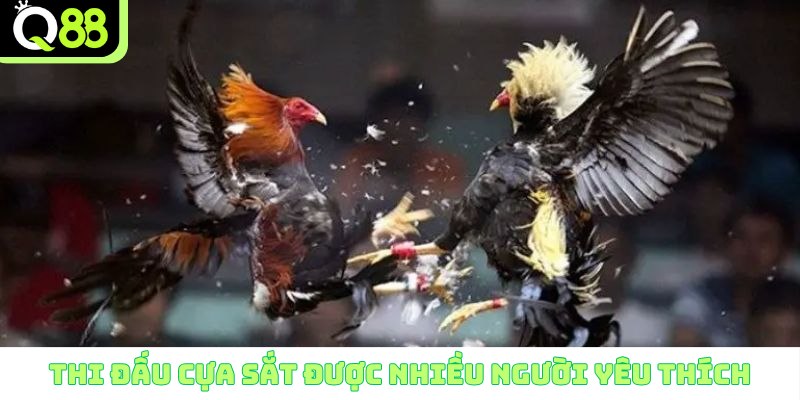 Thi đấu cựa sắt được nhiều người yêu thích
